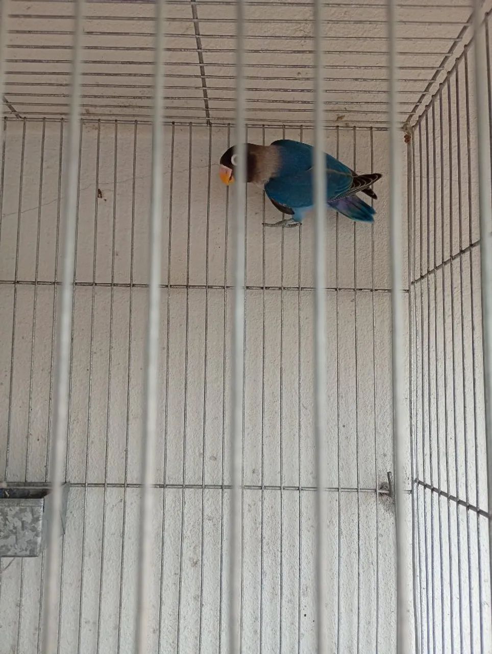 Bebedouro