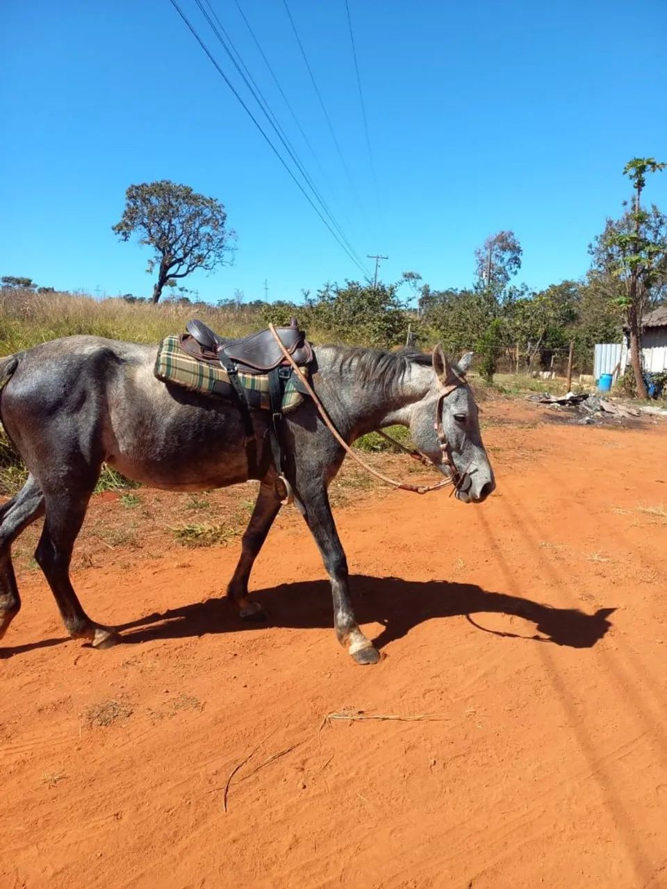 Cavalo