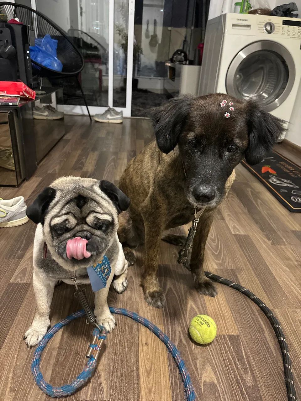 Cachorros pra adocao - Foto 2