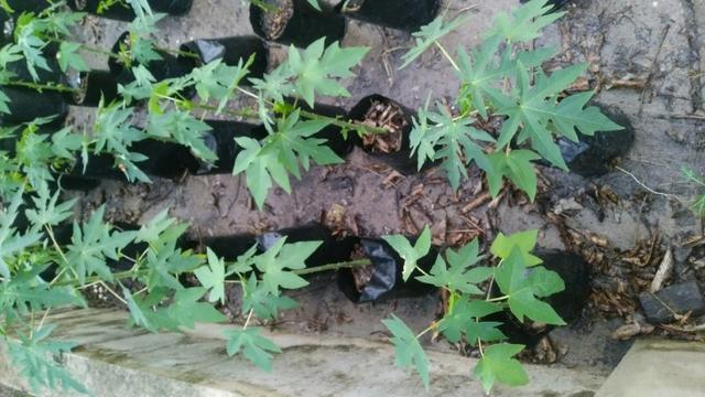 Mudas de Mamão Formosa - Foto 2