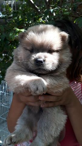 Filhotes de Chow Chow A venda