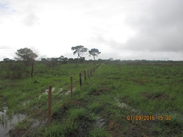 Fazenda na região do abobral,pra venda e arrendamento.2,800 ha - Foto 3