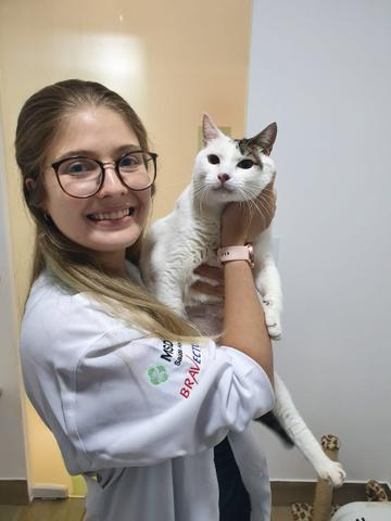 Gatinho Ozzy adoção- Leia o anúncio