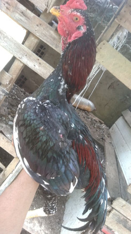 galo de raça - Foto 5