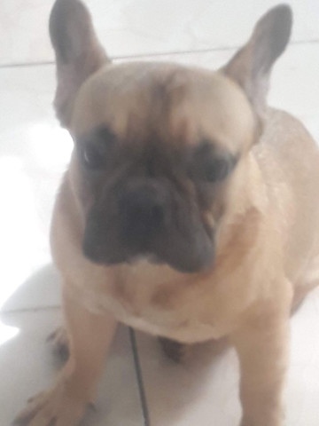 Procura uma fêmea para cruzar com o simba - Foto 3