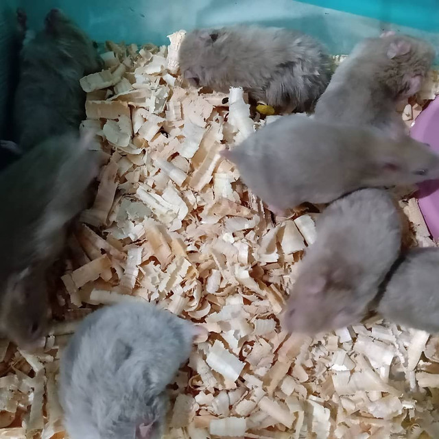 Hamster Sírios e anã russo... - Foto 3