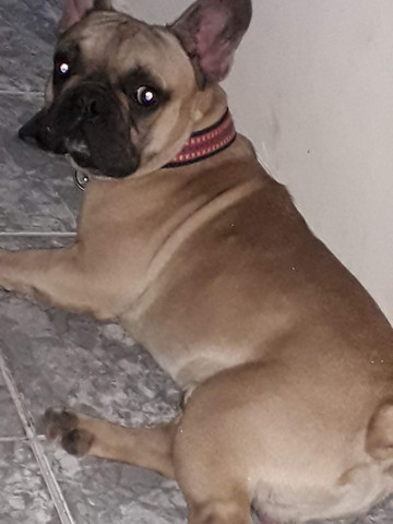 Procura uma fêmea para cruzar com o simba - Foto 2