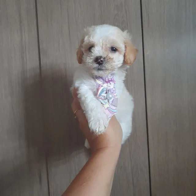 perritos en venta mini toy en illinois｜TikTok Search