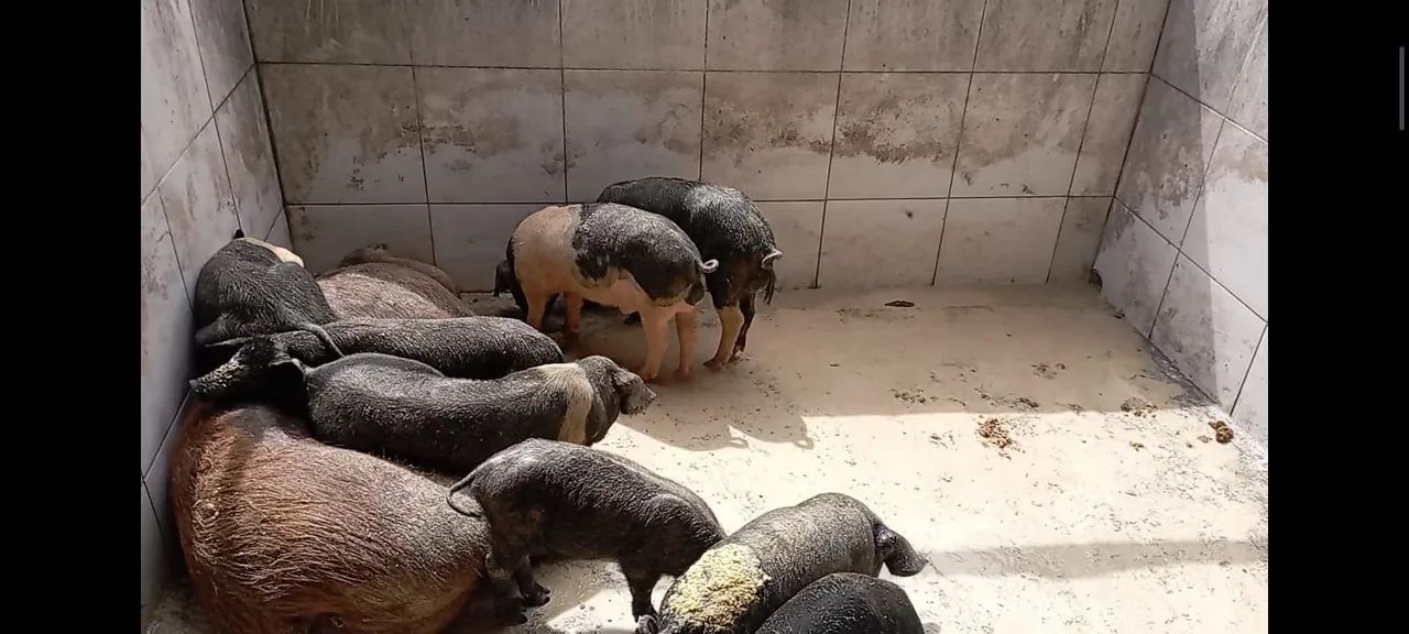 Venda de Porcos e Leitões - PROMOÇÃO DE NATAL/ RÉVEILLON  - Foto 6