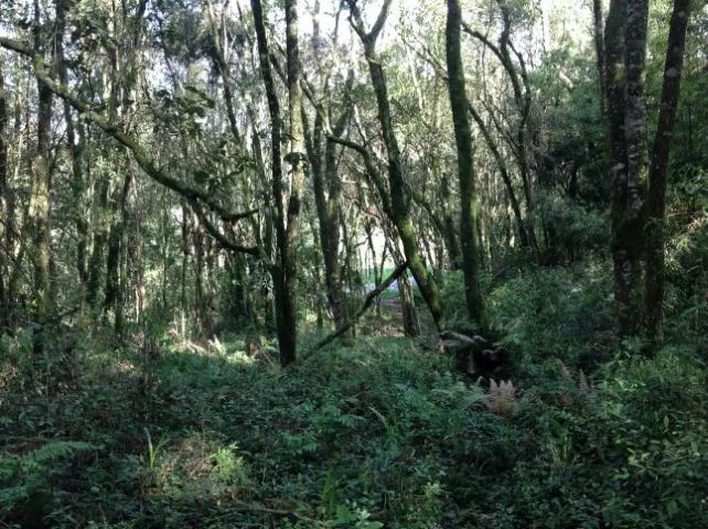 Terreno com 3.437,43m² por R$380.000,00, a 2.000m da Represa Passaúna. - Foto 8