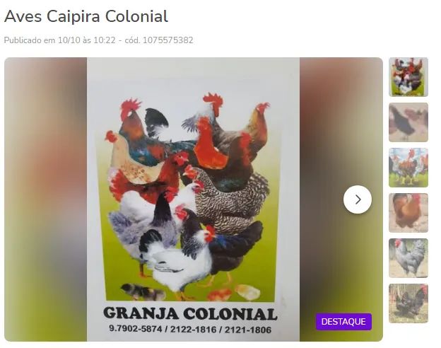Pintos e Aves Caipira Colonial