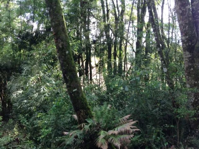 Terreno com 3.437,43m² por R$380.000,00, a 2.000m da Represa Passaúna. - Foto 6