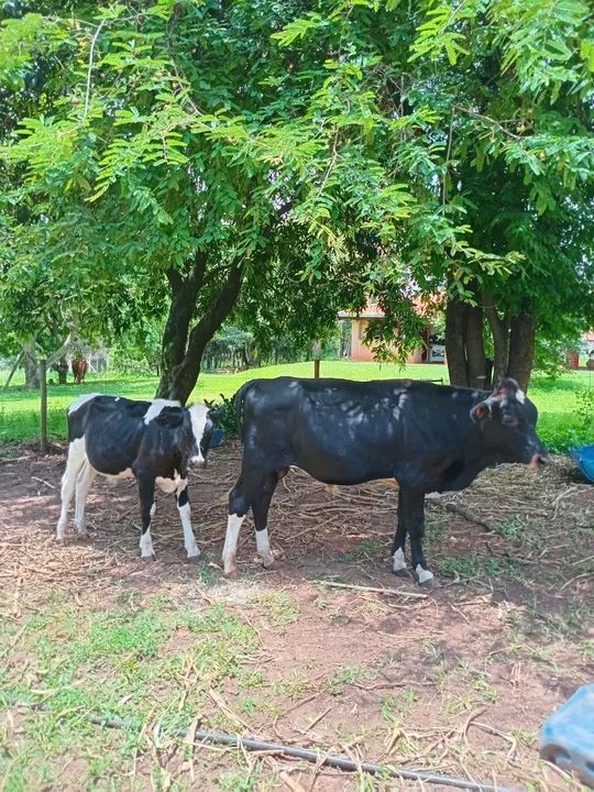 Vendo 2 bezerros machos - Foto 5