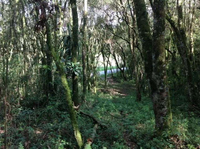 Terreno com 3.437,43m² por R$380.000,00, a 2.000m da Represa Passaúna. - Foto 7