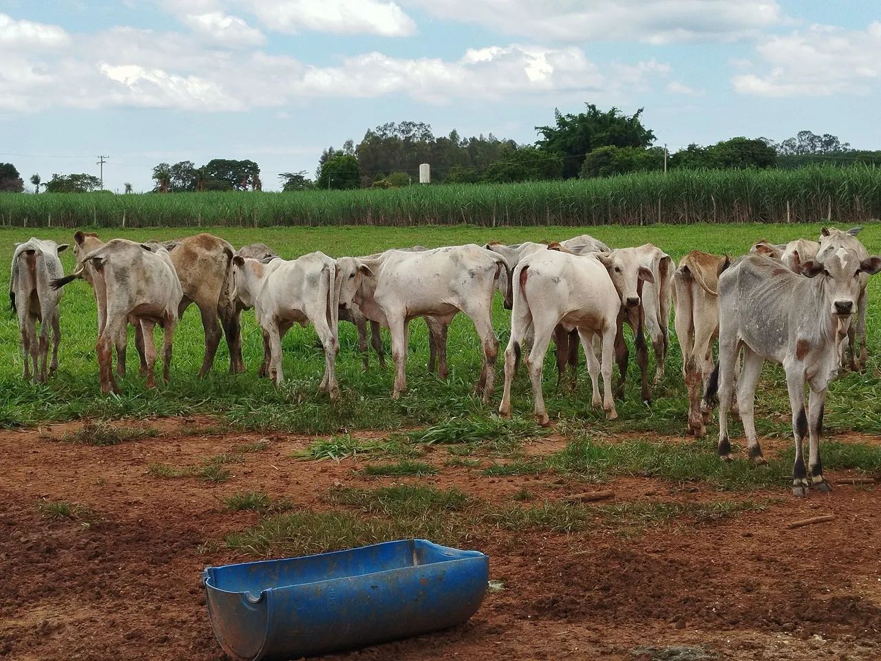 Bezerras baias - Foto 5