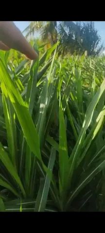 Mudas capim  kurumi talos. E capiaçu