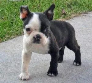 Boston terrier for sale hot sale olx