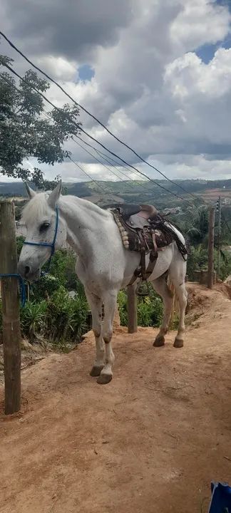 Manga larga mineiro puro 