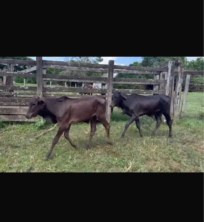 40 bezerros Nelorados 