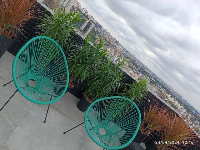 Dracena Fita  - Foto 4