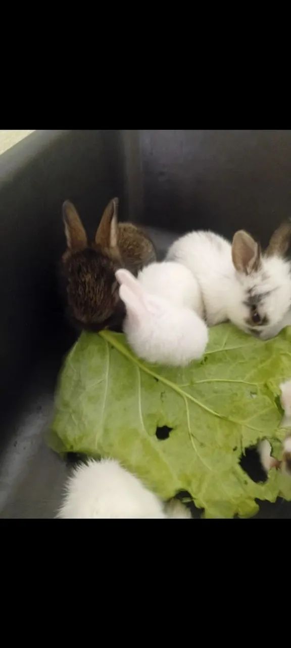 Filhotes de Coelho FUZZY  - Foto 4