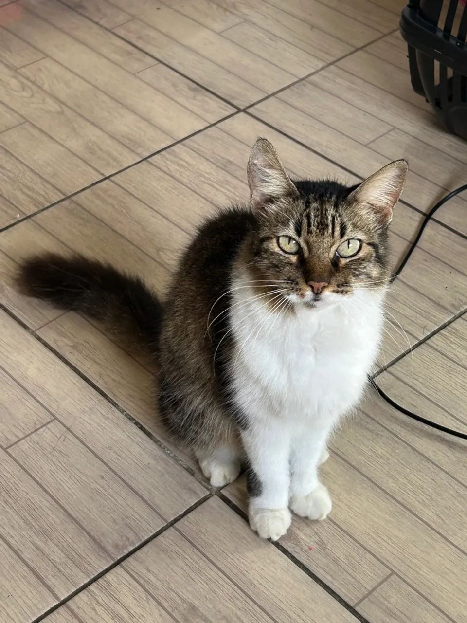 Gata fêmea (leiam a descrição) adoção responsável 