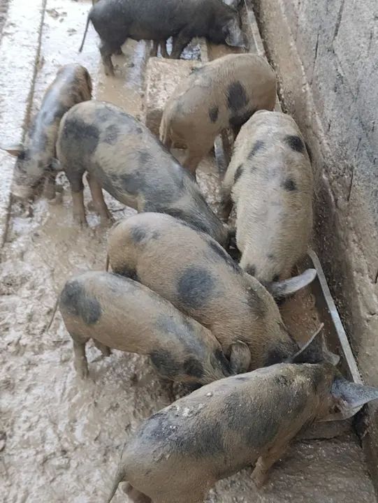 Leitões disponível