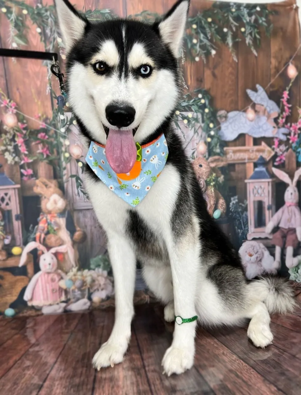 Procurando fêmea Husky siberiano