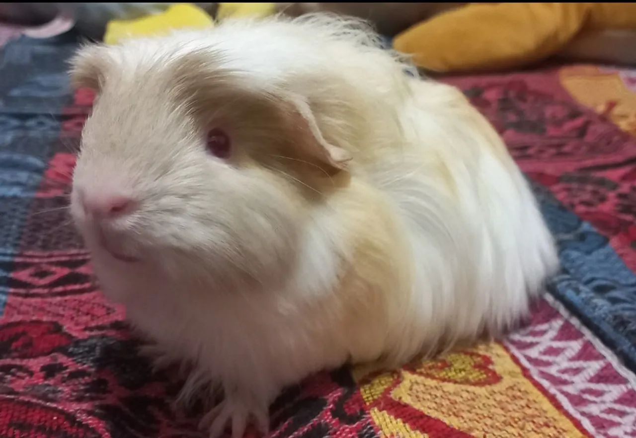 Doa-se porquinha da Índia coronet