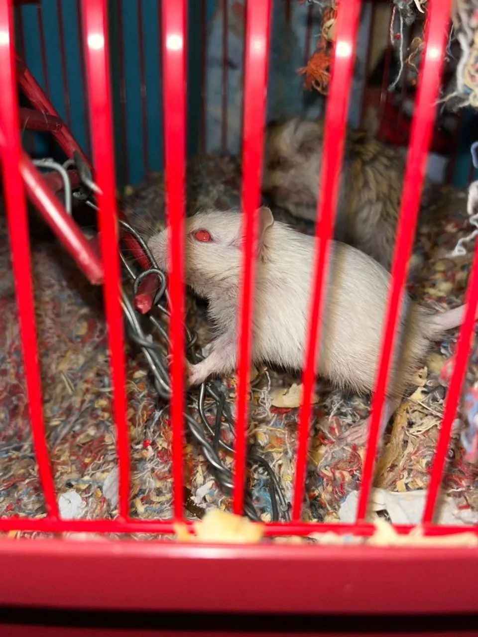 Hamster Chinês - Foto 4