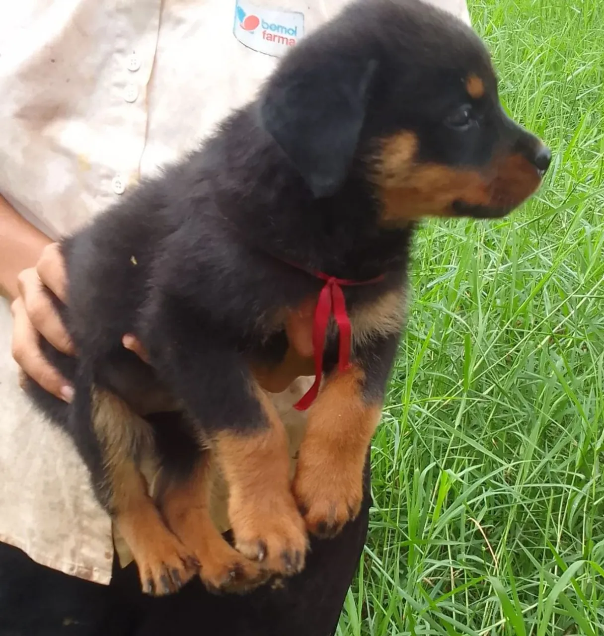 Filhote de Rottweiler puro fêmea vacinado e vermifugado passo no cartao