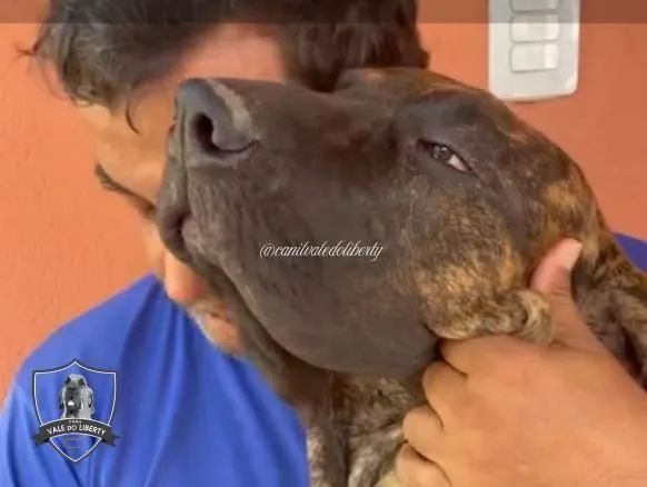 Filhote Fila Brasileiro a venda - Foto 4