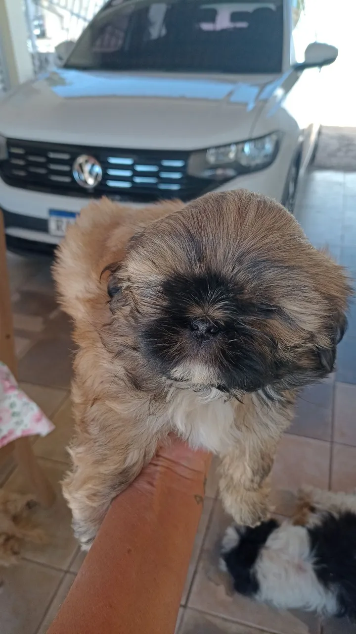 Filhote Mini Shitzu macho 