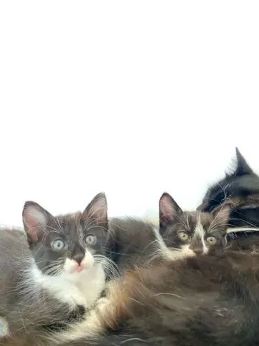 Estou doando essas duas gatinhas lindas! - Foto 3