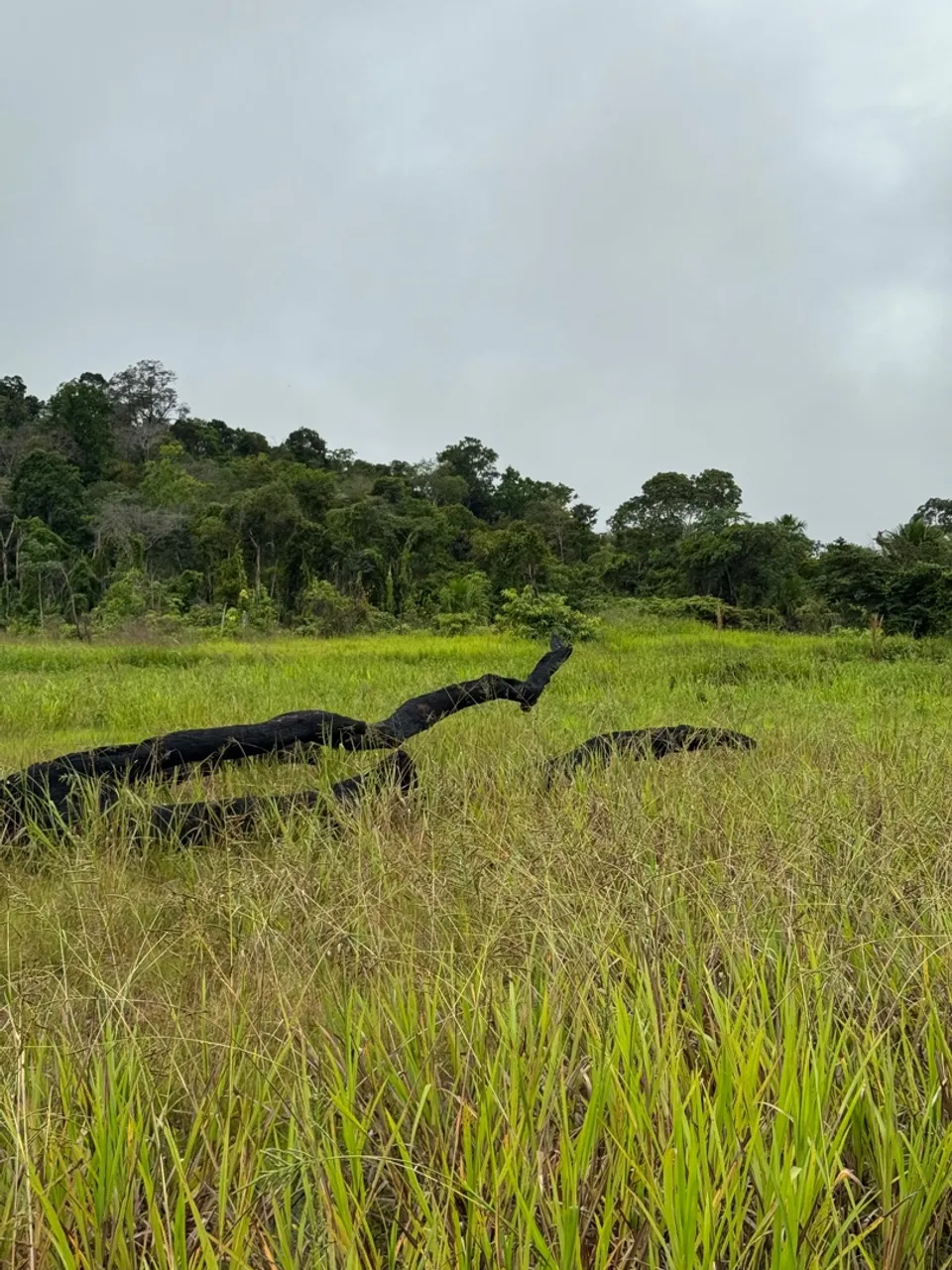 Fazenda no Cantá barato vou embora de Roraima