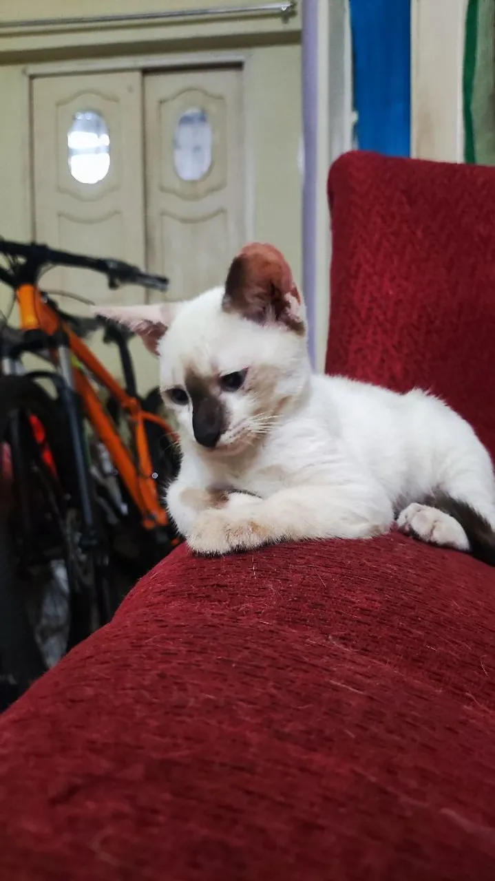 Gatinho filhote siamês para adoção