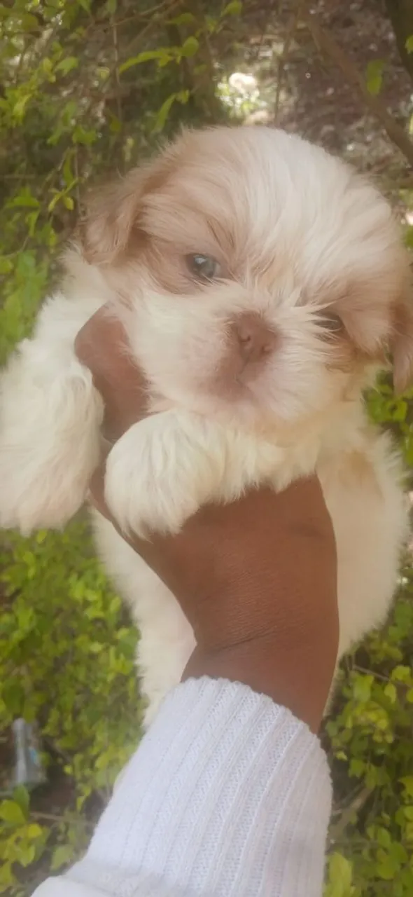 Lindo menino