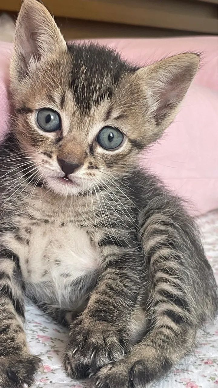 Doação responsável  - Foto 4