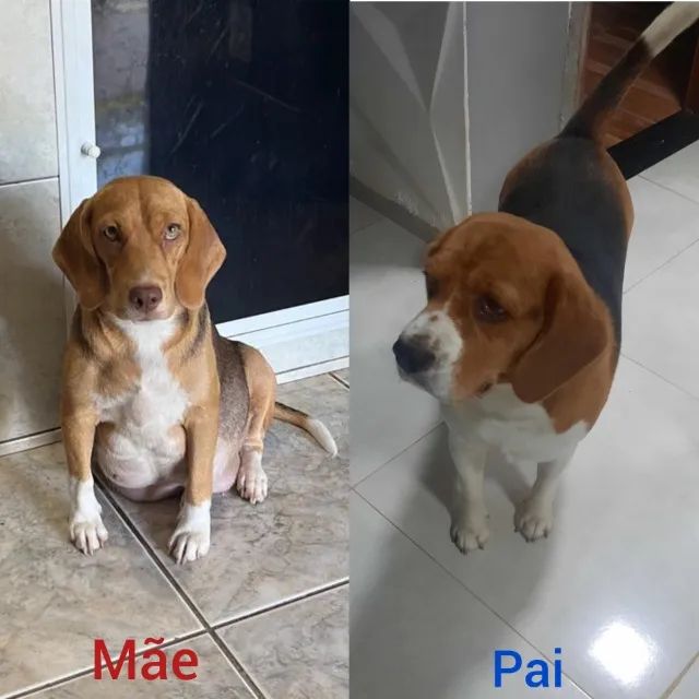 Filhotes beagles  - Foto 2