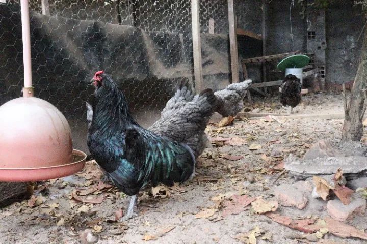 Aves ornamentais (galinhas ornamentais) - Foto 2