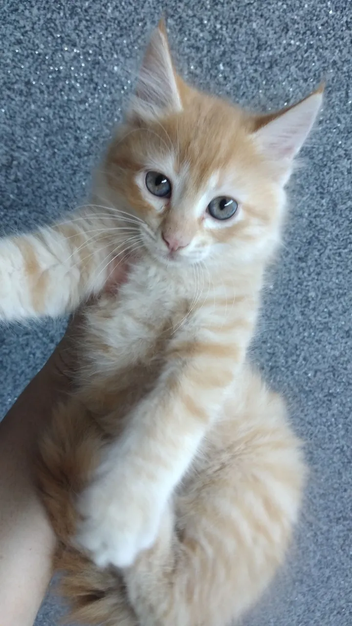 Doação gatos filhotes