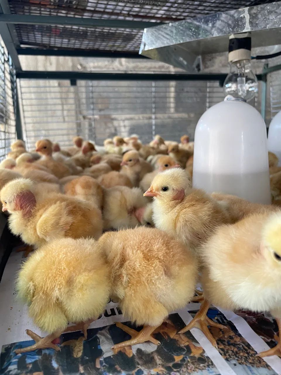 Pintinhos de corte  - Foto 4