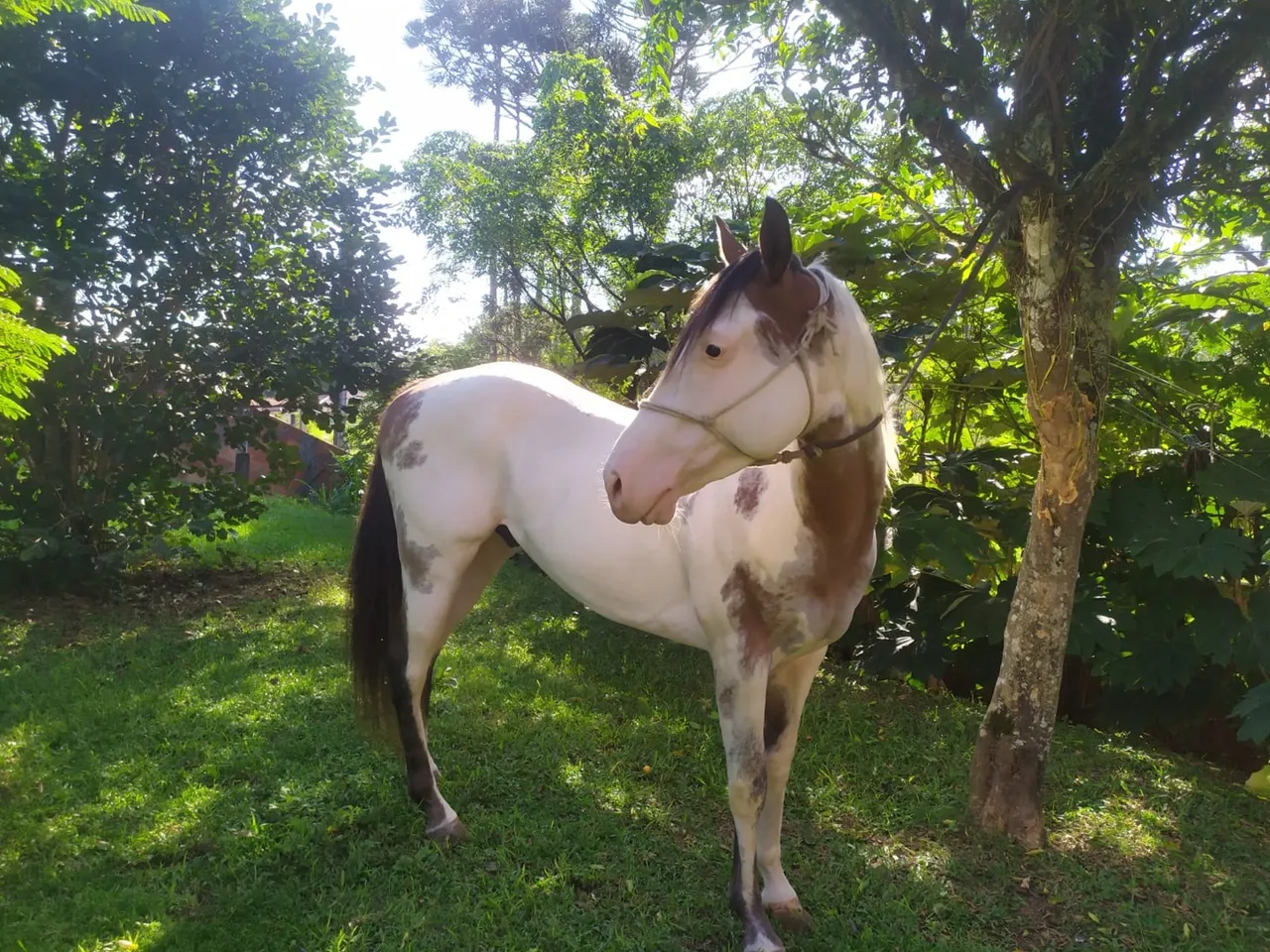 Cavalo Paint Horse