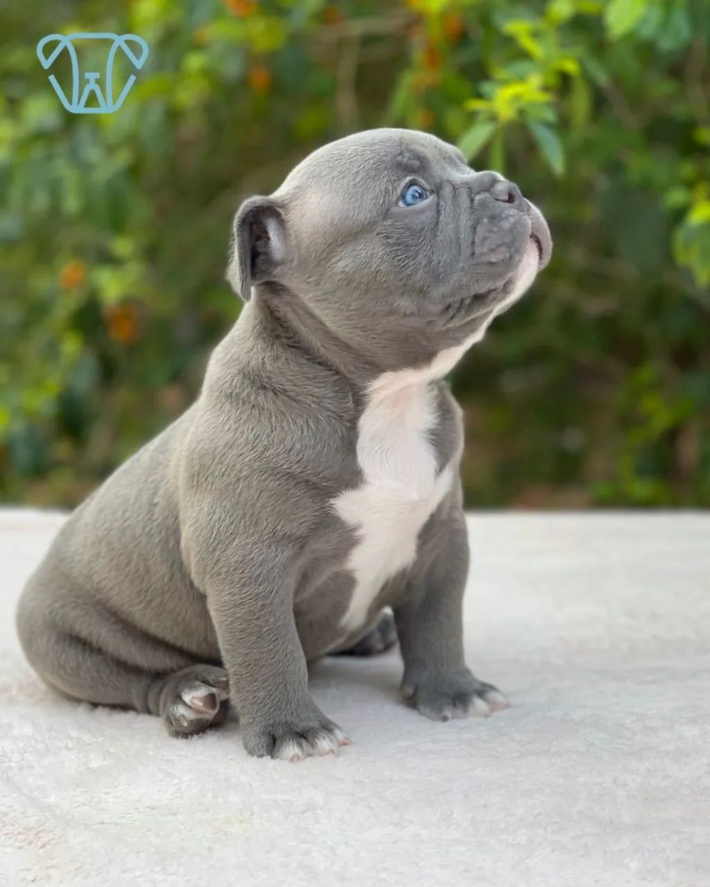 Filhote de American bully - Foto 2