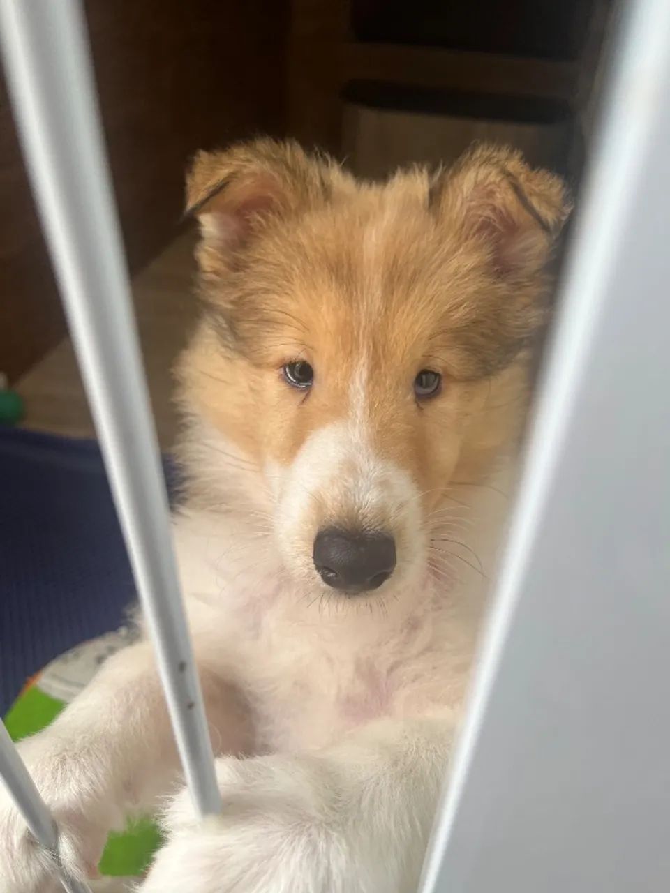 Filhote Rough Collie - Foto 5