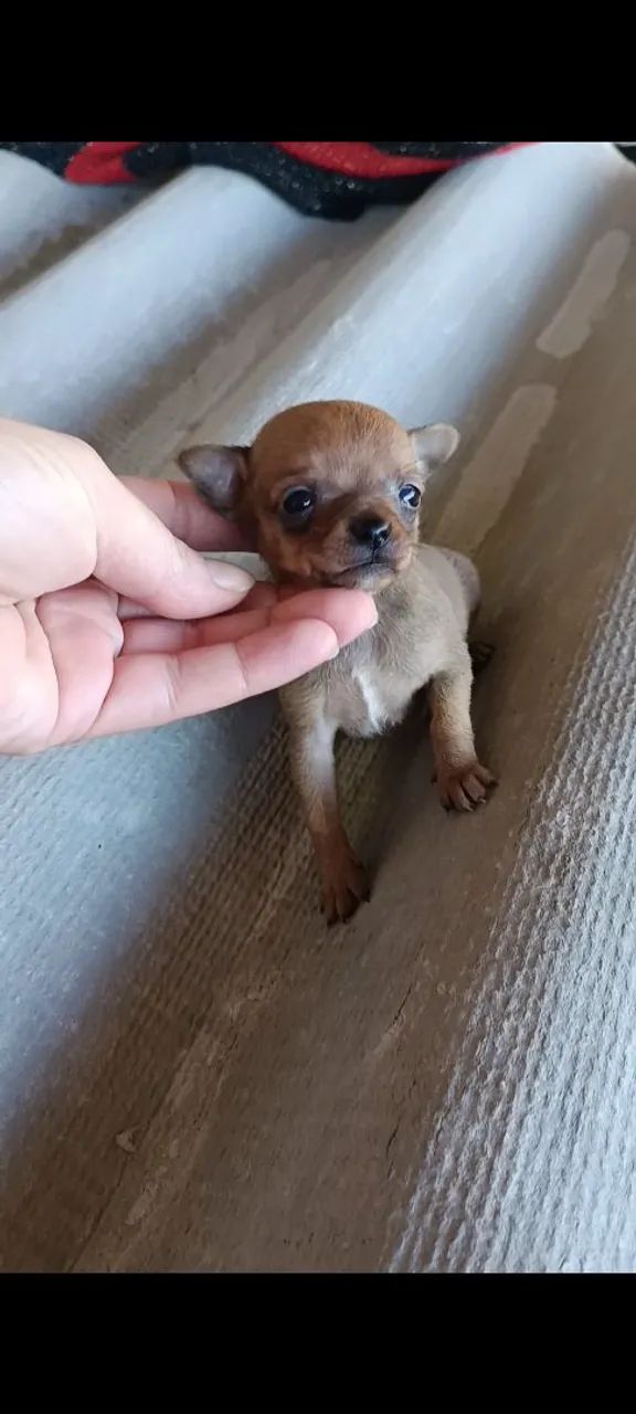 pinscher fêmea 00 - Foto 2