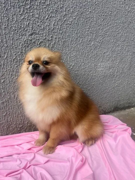 Fêmea Spitz Alemão - Foto 2