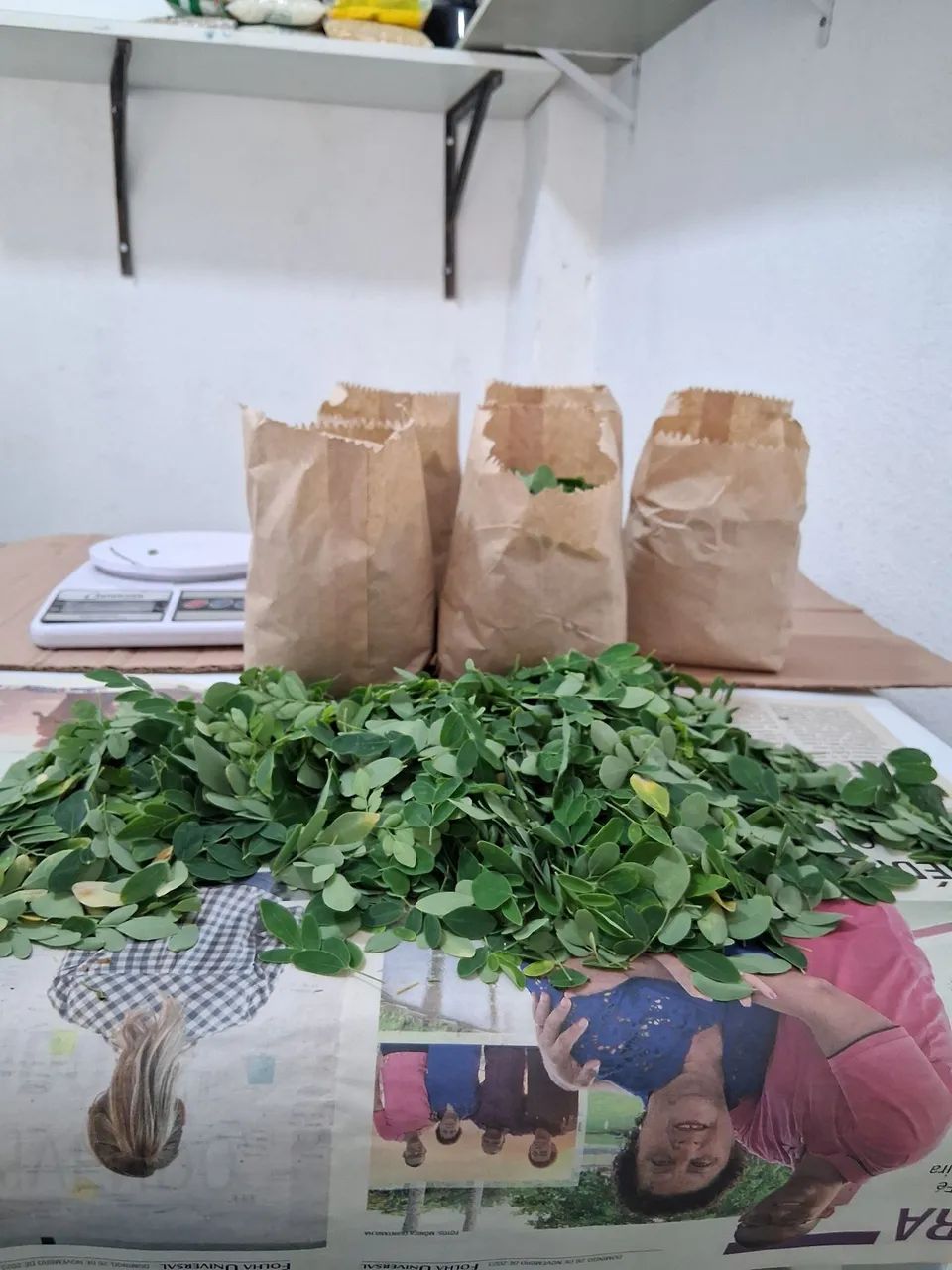 Plantas - Foto 4