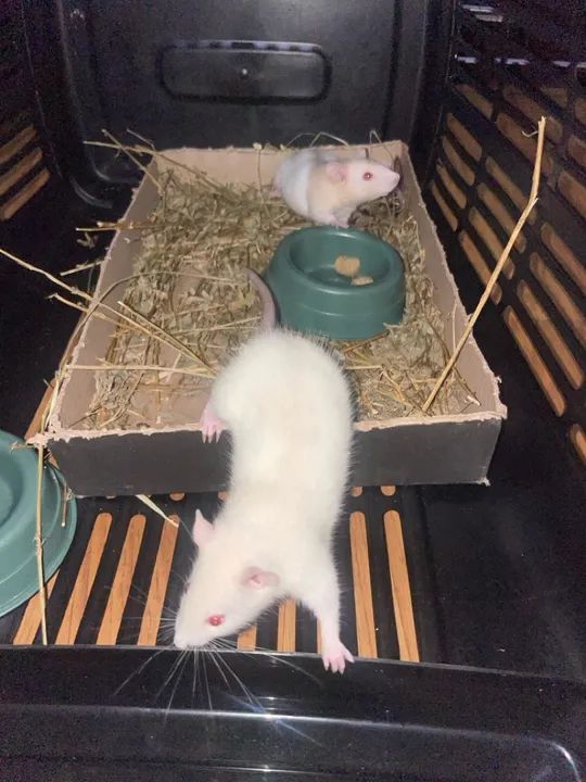 Vendo 2 ratos twister fêmea já com gaiola
