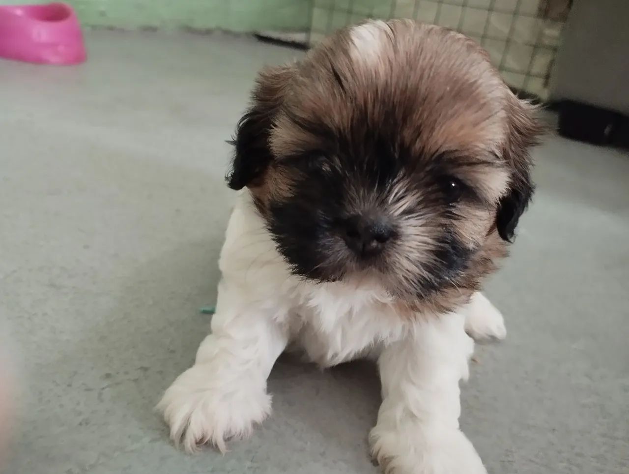 Última fêmea de Shitzu   - Foto 4